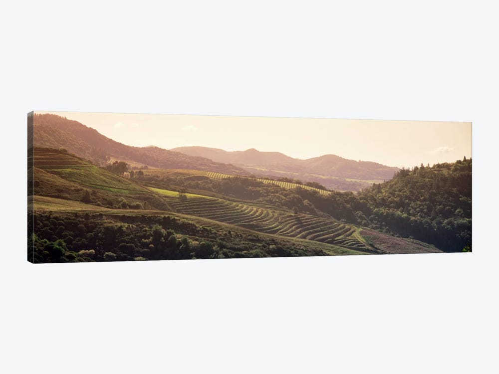 Vineyard Landscape, Sonoma, Sonoma County, California, USA by Panoramic Images 1-piece Canvas Art