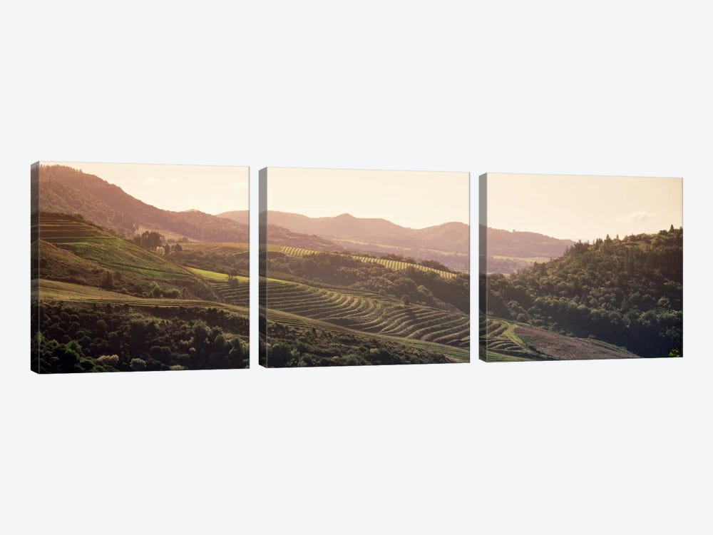 Vineyard Landscape, Sonoma, Sonoma County, California, USA by Panoramic Images 3-piece Canvas Artwork