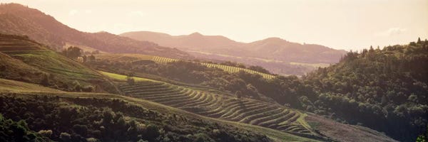 Panoramic Images: Vineyard Landscape, Sonoma, Sonoma County, California, USA by Panoramic Images