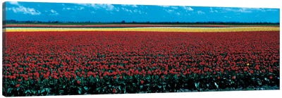 Tulip field near Spalding Lincolnshire England Canvas Art Print - Field, Grassland & Meadow Art