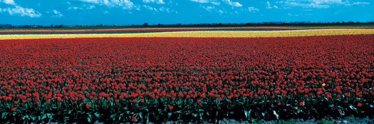 Tulip field near Spalding Lincolnshire England