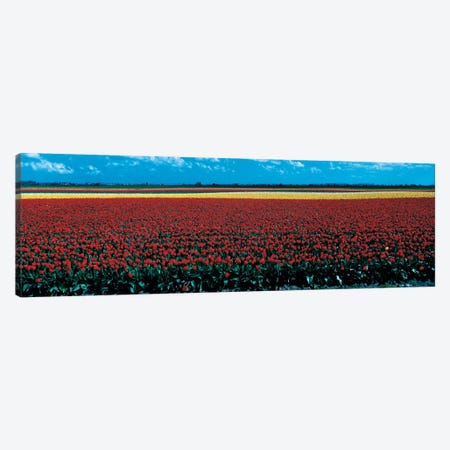 Tulip field near Spalding Lincolnshire England Canvas Print #PIM57} by Panoramic Images Canvas Wall Art