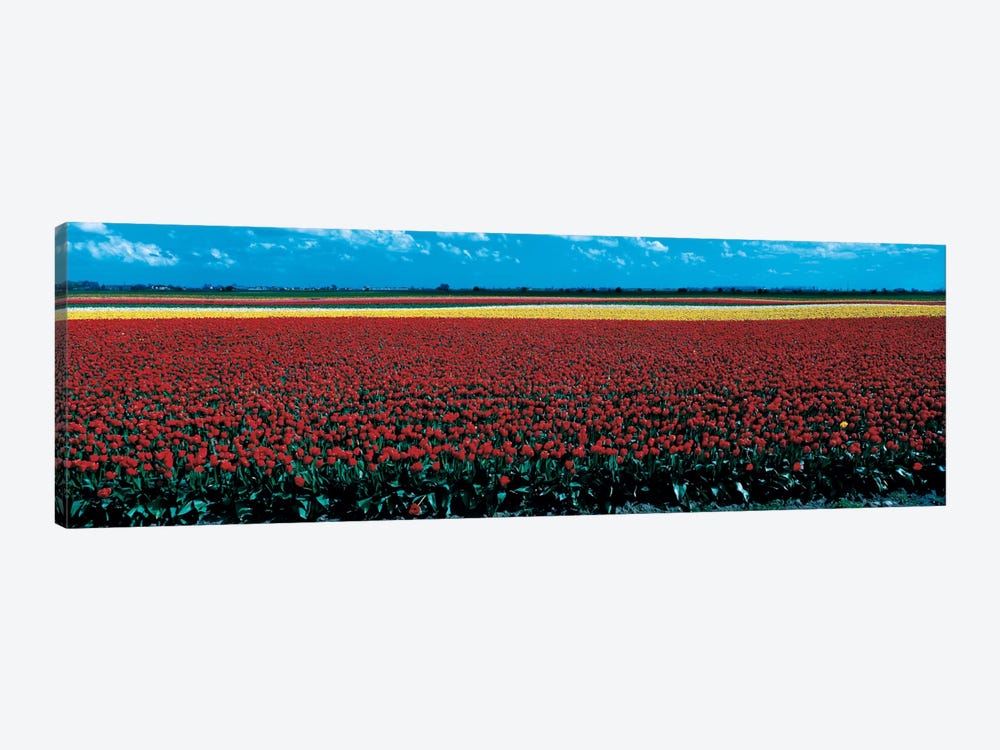 Tulip field near Spalding Lincolnshire England by Panoramic Images 1-piece Canvas Wall Art
