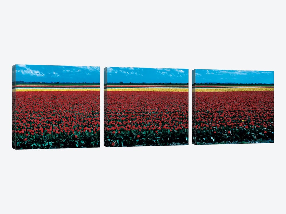 Tulip field near Spalding Lincolnshire England by Panoramic Images 3-piece Canvas Art
