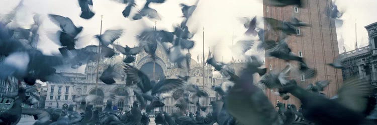 Low angle view of a flock of pigeons, St. Mark's Square, Venice, Italy