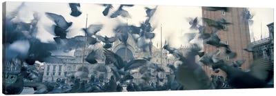 Low angle view of a flock of pigeons, St. Mark's Square, Venice, Italy Canvas Art Print - Venice Art