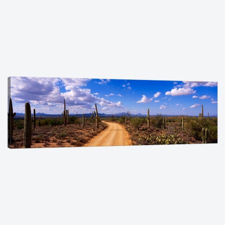 RoadSaguaro National Park, Arizona, USA Canvas Print #PIM582} by Panoramic Images Art Print