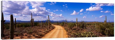 RoadSaguaro National Park, Arizona, USA Canvas Art Print - Desert Landscape Photography