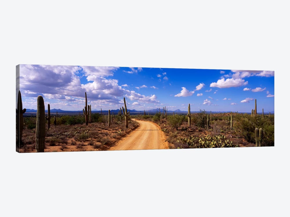 RoadSaguaro National Park, Arizona, USA by Panoramic Images 1-piece Canvas Artwork