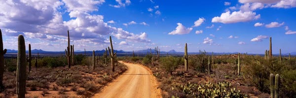 Desert: RoadSaguaro National Park, Arizona, USA by Panoramic Images