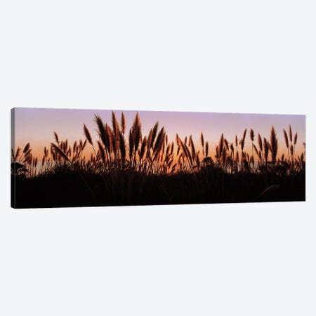 Silhouette of grass in a field at dusk, Big Sur, California, USA Canvas Print #PIM5841} by Panoramic Images Canvas Art