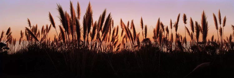 Silhouette of grass in a field at dusk, Big Sur, California, USA by Panoramic Images wall art