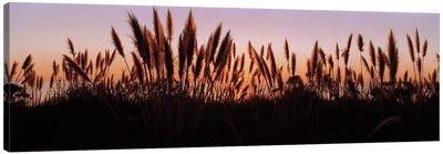 Silhouette of grass in a field at dusk, Big Sur, California, USA Canvas Art Print - Farm Art