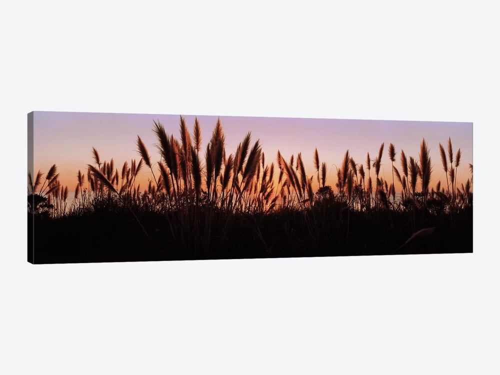 Silhouette of grass in a field at dusk, Big Sur, California, USA by Panoramic Images 1-piece Canvas Wall Art