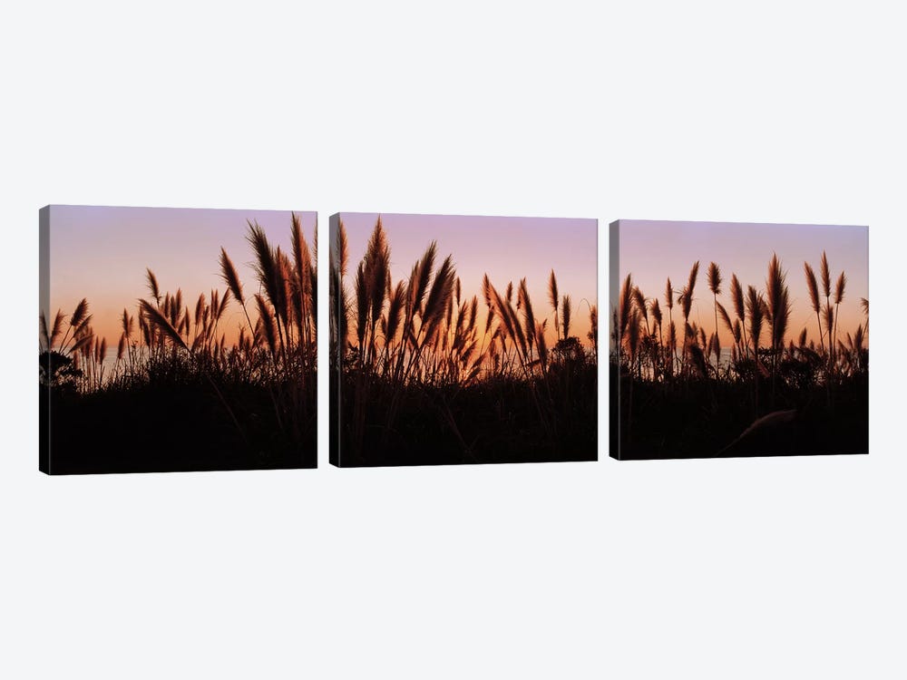 Silhouette of grass in a field at dusk, Big Sur, California, USA by Panoramic Images 3-piece Canvas Art
