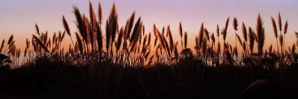 Grasses: Silhouette of grass in a field at dusk, Big Sur, California, USA by Panoramic Images