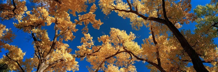 Low angle view of cottonwood tree, Canyon De Chelly, Arizona, USA