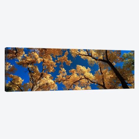 Low angle view of cottonwood tree, Canyon De Chelly, Arizona, USA Canvas Print #PIM5852} by Panoramic Images Canvas Art Print