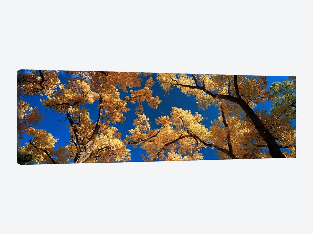 Low angle view of cottonwood tree, Canyon De Chelly, Arizona, USA by Panoramic Images 1-piece Canvas Art
