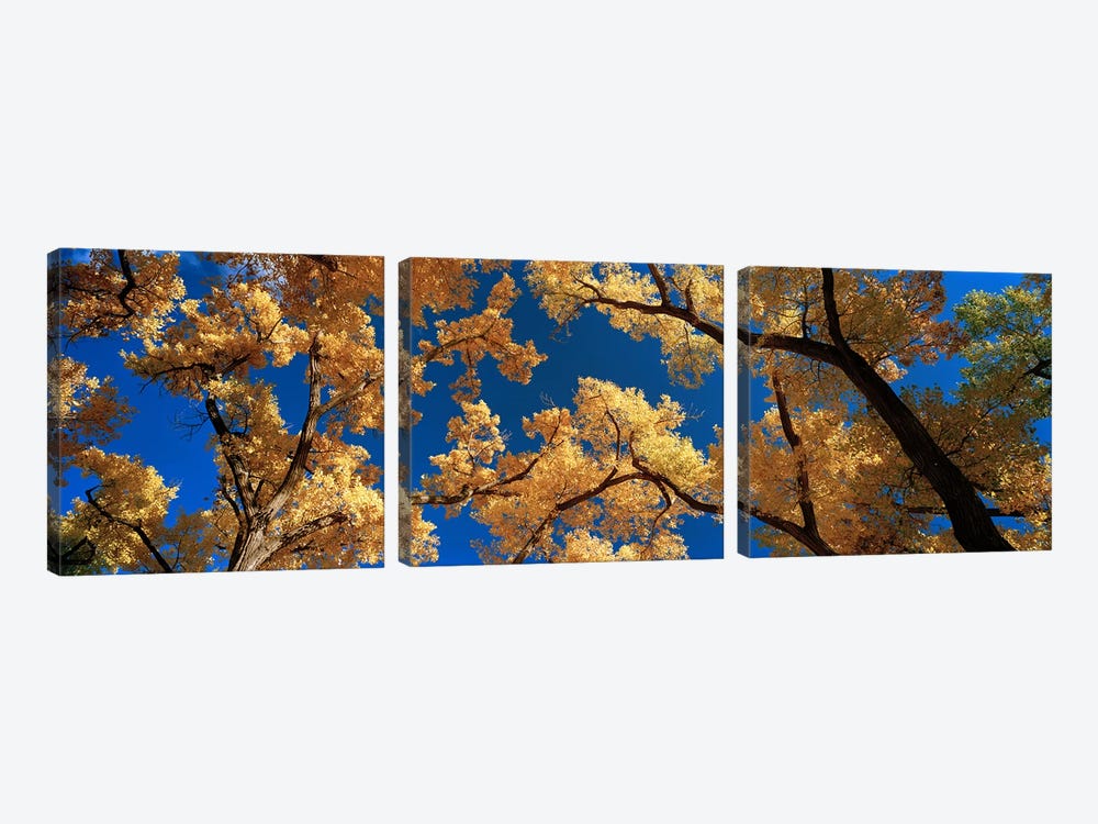 Low angle view of cottonwood tree, Canyon De Chelly, Arizona, USA by Panoramic Images 3-piece Canvas Artwork
