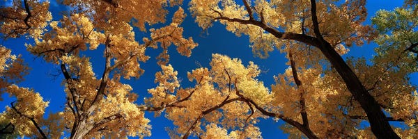 Tree Close-Ups: Low angle view of cottonwood tree, Canyon De Chelly, Arizona, USA by Panoramic Images