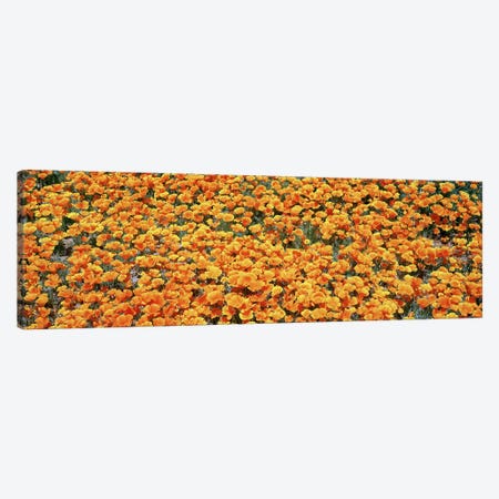 Field Of Golden California Poppies, Antelope Valley California Poppy Reserve, Los Angelese County, California, USA Canvas Print #PIM5855} by Panoramic Images Canvas Artwork