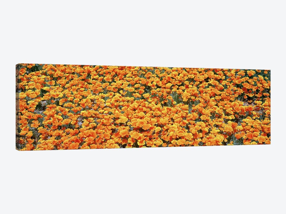 Field Of Golden California Poppies, Antelope Valley California Poppy Reserve, Los Angelese County, California, USA by Panoramic Images 1-piece Canvas Art Print
