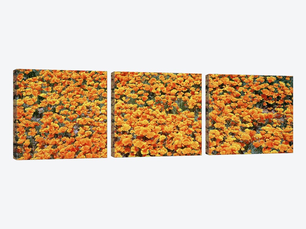 Field Of Golden California Poppies, Antelope Valley California Poppy Reserve, Los Angelese County, California, USA by Panoramic Images 3-piece Canvas Print