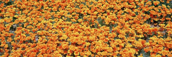 Field Of Golden California Poppies, Antelope Valley California Poppy Reserve, Los Angelese County, California, USA