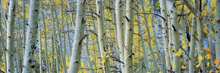 Aspen trees in a forestRock Creek Lake, California, USA