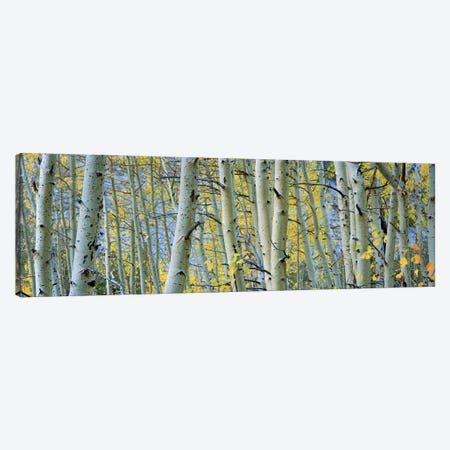 Aspen trees in a forestRock Creek Lake, California, USA Canvas Print #PIM5858} by Panoramic Images Art Print