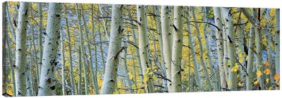 Aspen trees in a forestRock Creek Lake, California, USA Canvas Art Print - Panoramic Photography