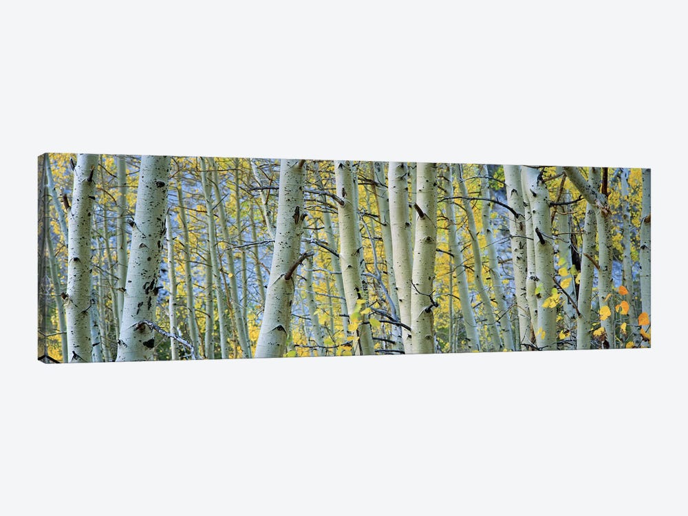 Aspen trees in a forestRock Creek Lake, California, USA by Panoramic Images 1-piece Canvas Artwork