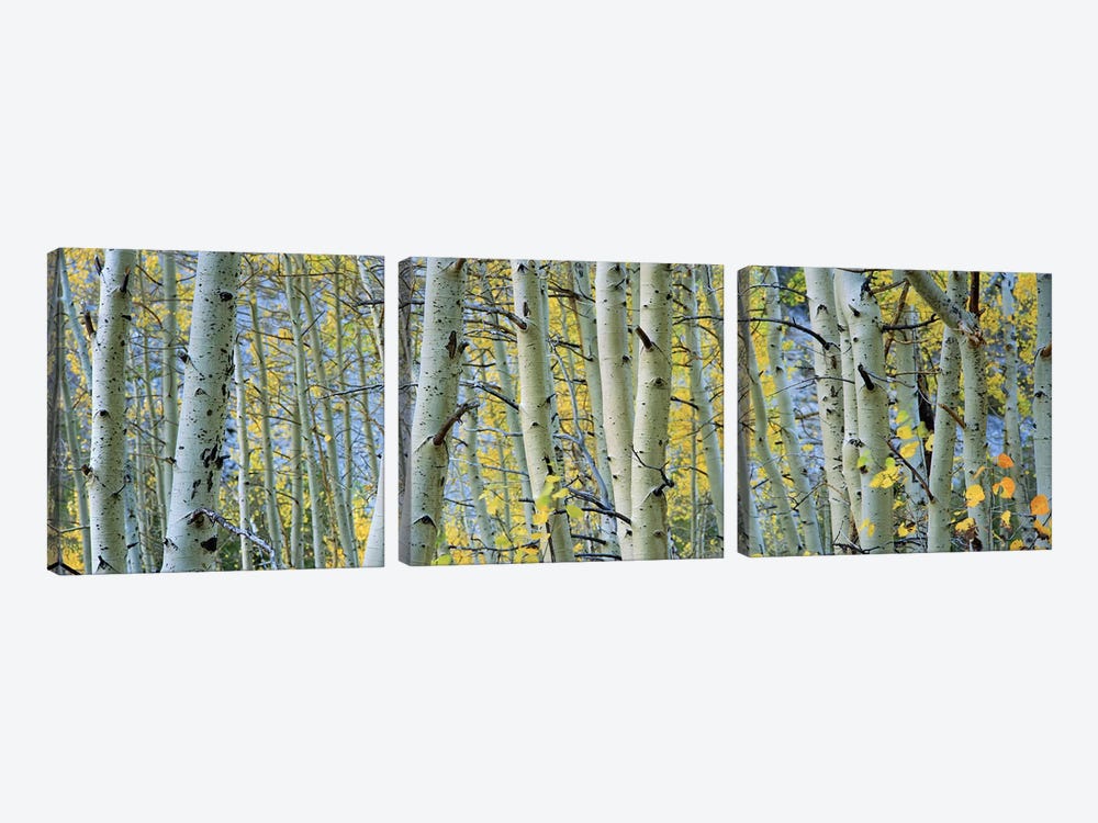 Aspen trees in a forestRock Creek Lake, California, USA by Panoramic Images 3-piece Canvas Art