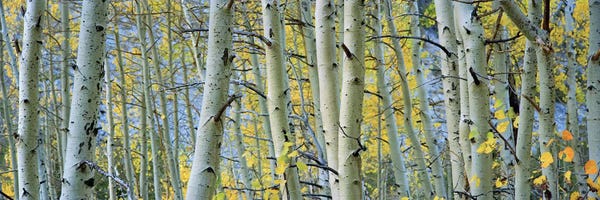 Large Photography - Canvas Prints: Aspen trees in a forestRock Creek Lake, California, USA by Panoramic Images