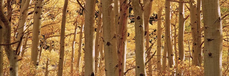 Aspen trees in a forest, Rock Creek Lake, California, USA