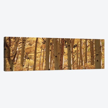 Aspen trees in a forest, Rock Creek Lake, California, USA Canvas Print #PIM5859} by Panoramic Images Art Print