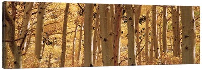 Aspen trees in a forest, Rock Creek Lake, California, USA Canvas Art Print - Forest Art