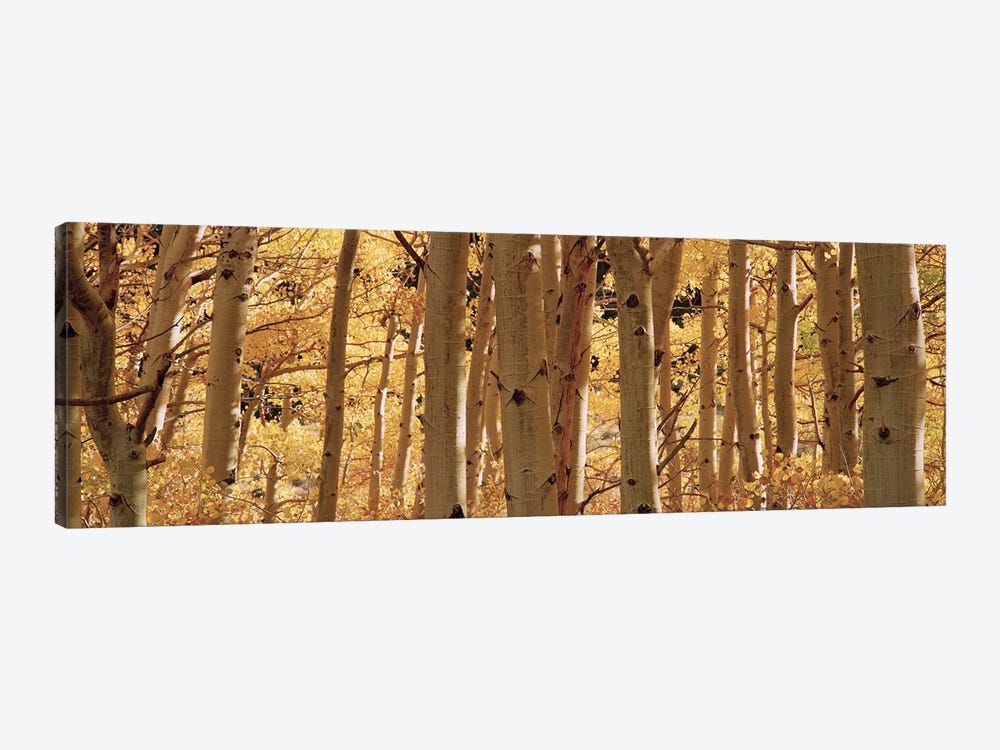 Aspen trees in a forest, Rock Creek Lake, California, USA by Panoramic Images 1-piece Art Print