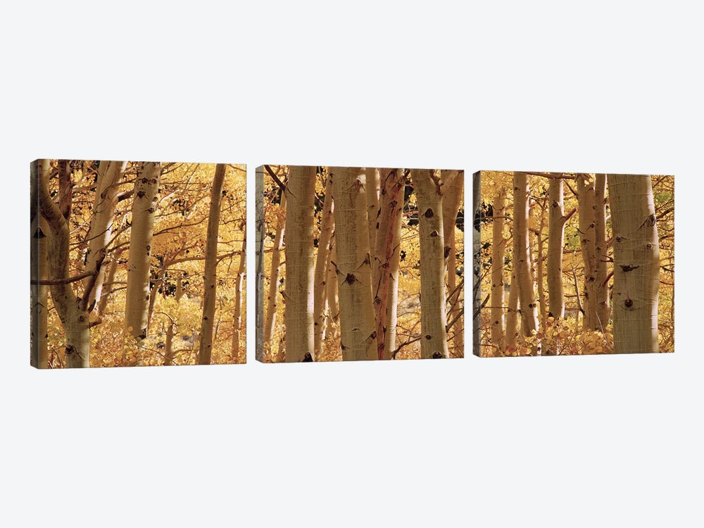Aspen trees in a forest, Rock Creek Lake, California, USA by Panoramic Images 3-piece Canvas Art Print