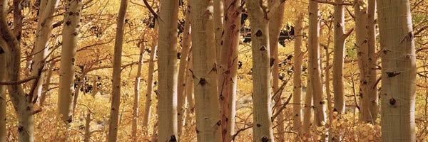 Aspen Trees: Aspen trees in a forest II, Rock Creek Lake, California, USA by Panoramic Images