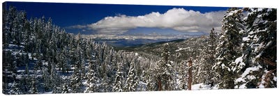Wintry Alpine Forest Landscape, Lake Tahoe, Sierra Nevada Canvas Art Print - Pine Tree Art