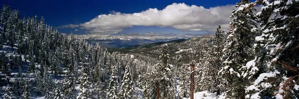 Pine Trees: Wintry Alpine Forest Landscape, Lake Tahoe, Sierra Nevada by Panoramic Images