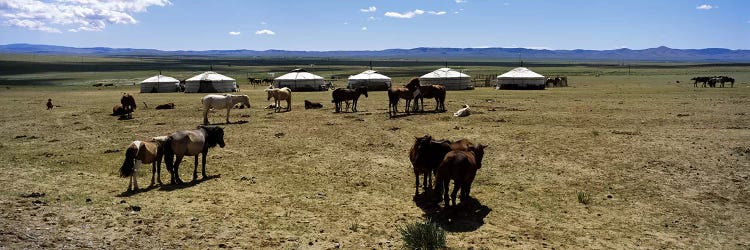 Group of horses and yurts in a field, Independent Mongolia