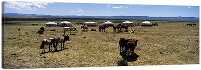 Group of horses and yurts in a field, Independent Mongolia Canvas Art Print - Mongolia