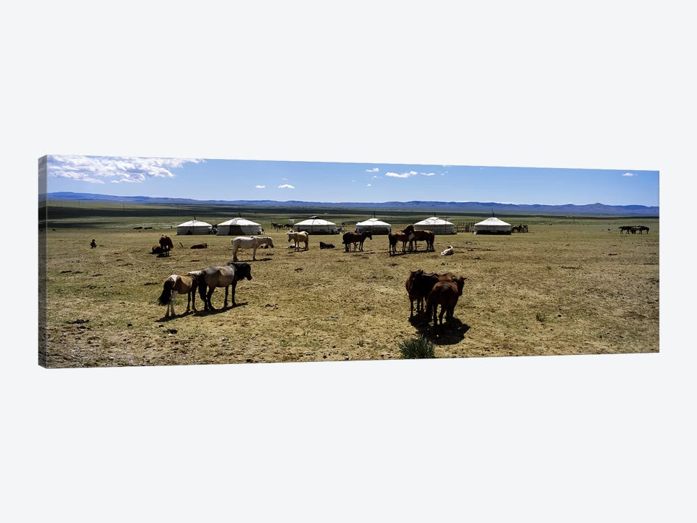 Group of horses and yurts in a field, Independent Mongolia by Panoramic Images 1-piece Canvas Wall Art