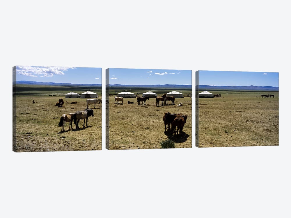 Group of horses and yurts in a field, Independent Mongolia by Panoramic Images 3-piece Canvas Wall Art