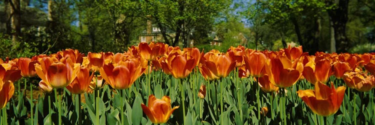 Tulip flowers in a garden, Sherwood Gardens, Baltimore, Maryland, USA #2