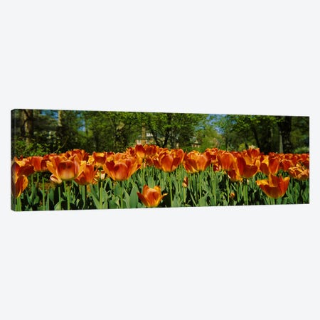Tulip flowers in a garden, Sherwood Gardens, Baltimore, Maryland, USA #2 Canvas Print #PIM5900} by Panoramic Images Canvas Print