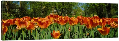 Tulip flowers in a garden, Sherwood Gardens, Baltimore, Maryland, USA #2 Canvas Art Print - Tulip Art